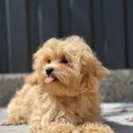 Serafima-female-maltipoo-puppy-for-sale-1 (4)
