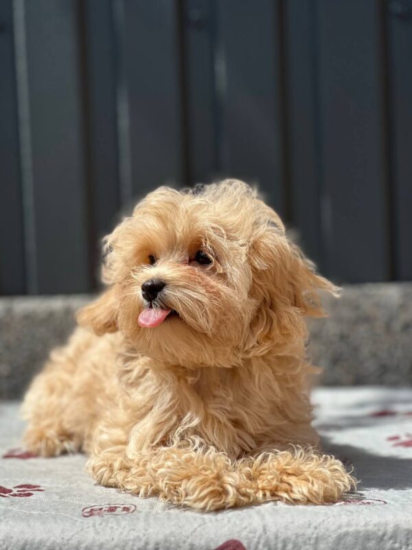 Serafima Maltipoo