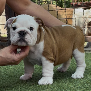 Sidney English Bulldog