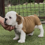Sidney-female-english-puppy-for-sale- (1)
