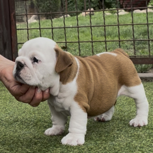 Sidney English Bulldog