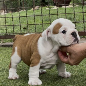 Sidney English Bulldog
