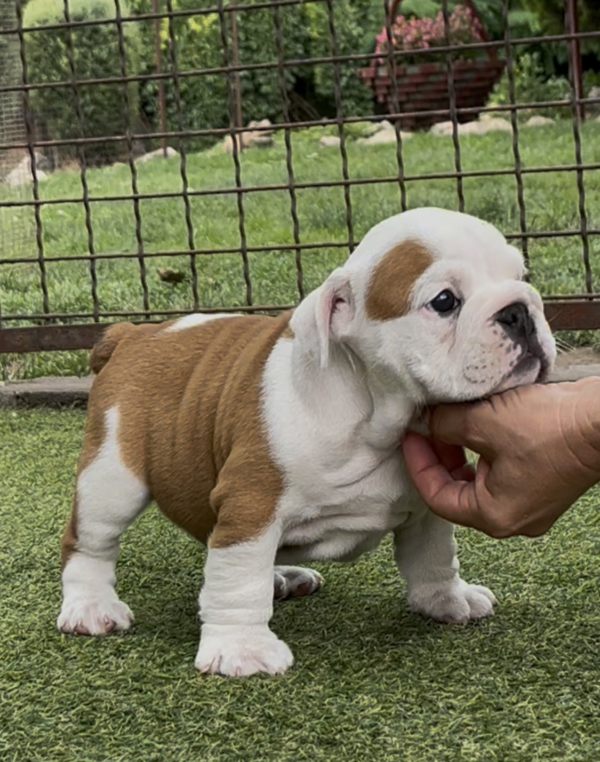 Sidney English Bulldog