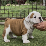Sidney-female-english-puppy-for-sale- (3)