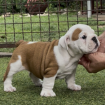 Sidney-female-english-puppy-for-sale- (4)