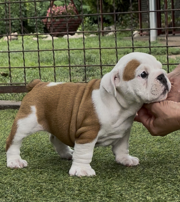 Sidney English Bulldog