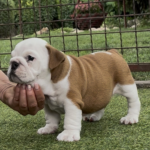 Sidney-female-english-puppy-for-sale- (5)