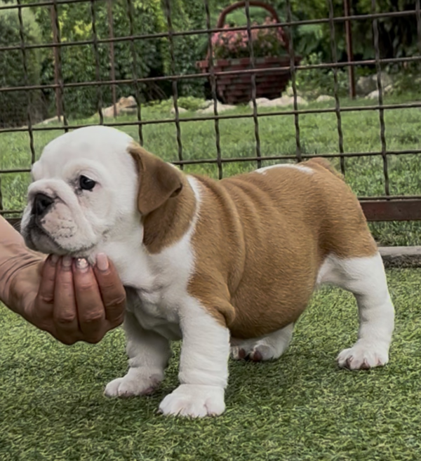 Sidney English Bulldog