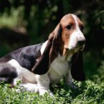 Sancho Basset Hound