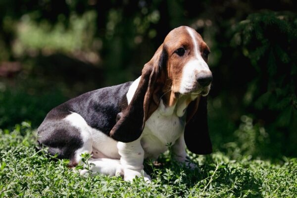 Simbo Basset Hound