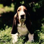 Simbo-male-basset-hound-puppy-for-sale-1 (2)