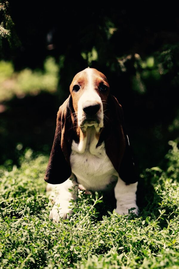 Simbo Basset Hound