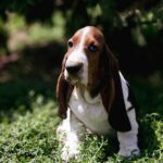Simbo-male-basset-hound-puppy-for-sale-1 (3)