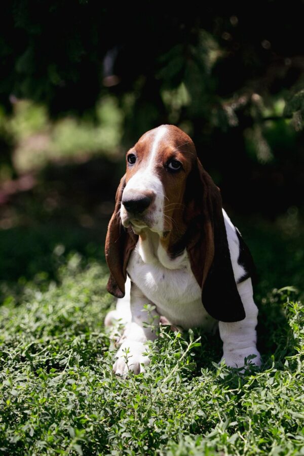 Simbo Basset Hound