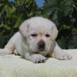 Simfoniya-female-labrador-retriver-puppy-for-sale-1 (1)