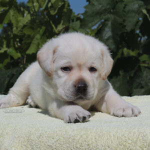 Simfoniya Labrador Retriever
