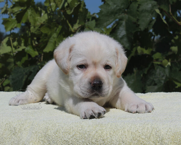 Simfoniya Labrador Retriever