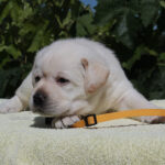 Simfoniya-female-labrador-retriver-puppy-for-sale-1 (2)