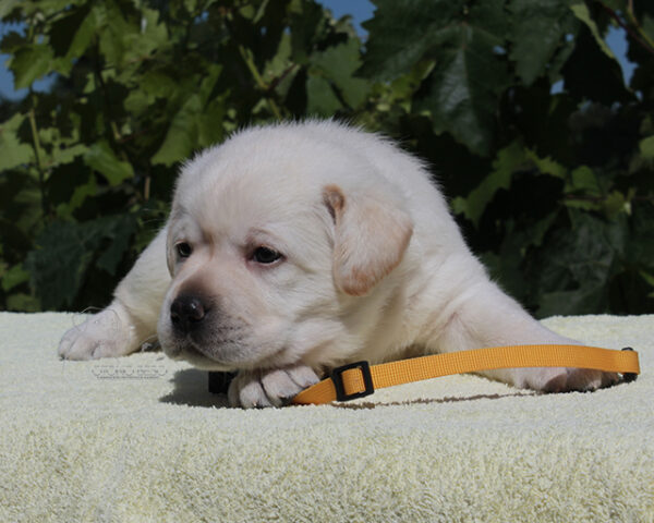 Simfoniya Labrador Retriever