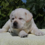 Simfoniya-female-labrador-retriver-puppy-for-sale-1 (3)
