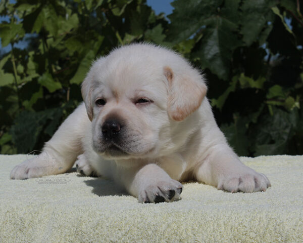 Simfoniya Labrador Retriever