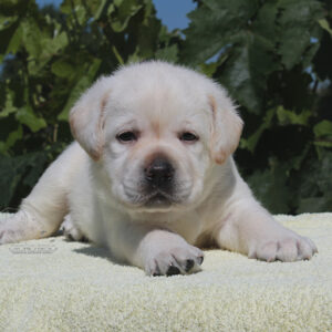 Simfoniya Labrador Retriever