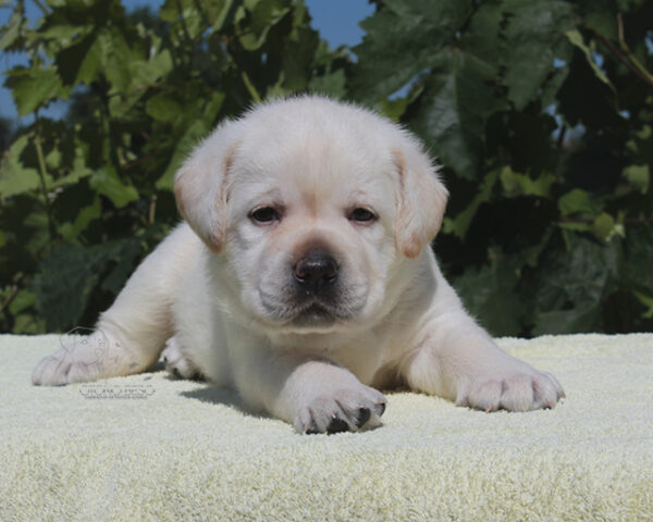 Simfoniya Labrador Retriever