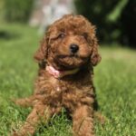 Skif Toy Poodle