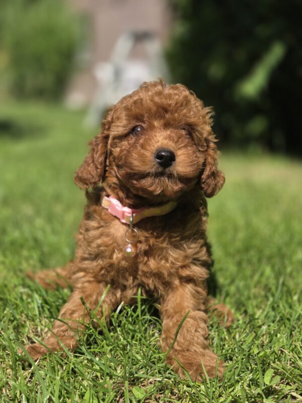 Sisi Toy Poodle