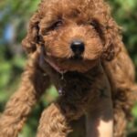 Sisi-female-toy-poodle-puppy-for-sale-1 (2)