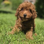 Sisi-female-toy-poodle-puppy-for-sale-1 (3)