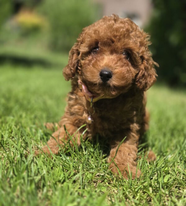 Sisi Toy Poodle