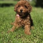 Sisi-female-toy-poodle-puppy-for-sale-1 (4)