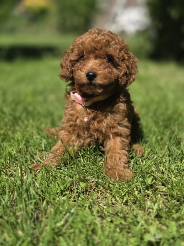 Sisi Toy Poodle