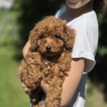 Skif-male-toy-poodle-puppy-for-sale-1 (1)