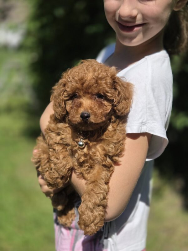 Skif Toy Poodle