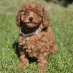 Skif-male-toy-poodle-puppy-for-sale-1 (2)