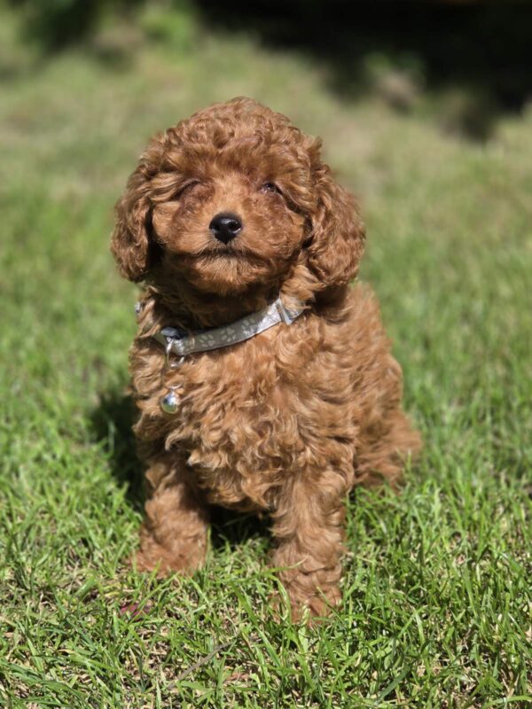 Skif Toy Poodle