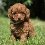 Celine Toy Poodle