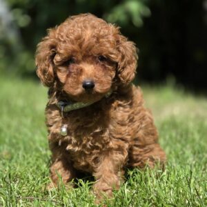 Skif Toy Poodle