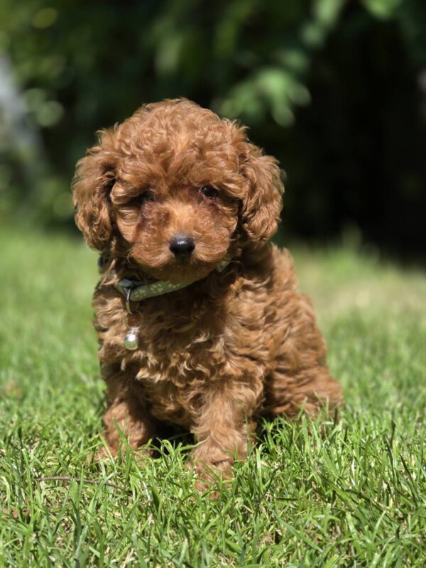 Skif Toy Poodle