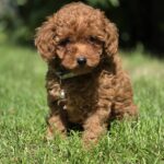 Skif-male-toy-poodle-puppy-for-sale-1 (4)