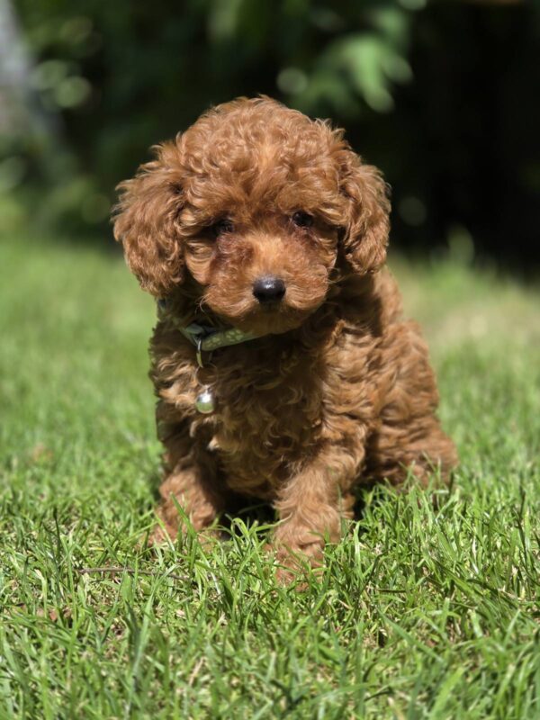 Skif Toy Poodle