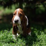 Simbo Basset Hound