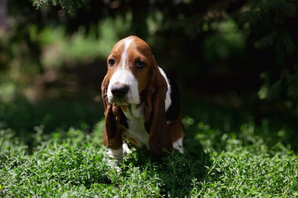 Smokey Basset Hound