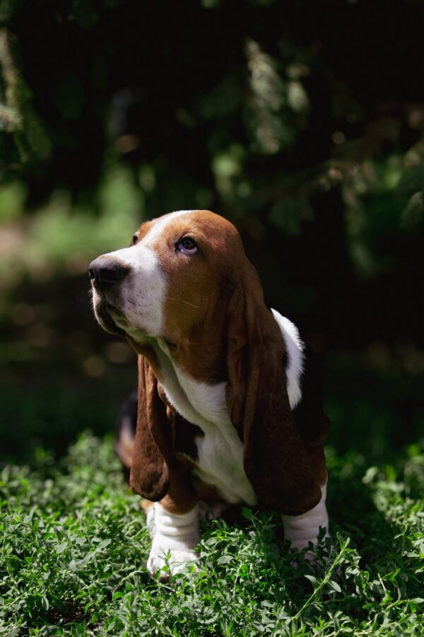 Smokey Basset Hound