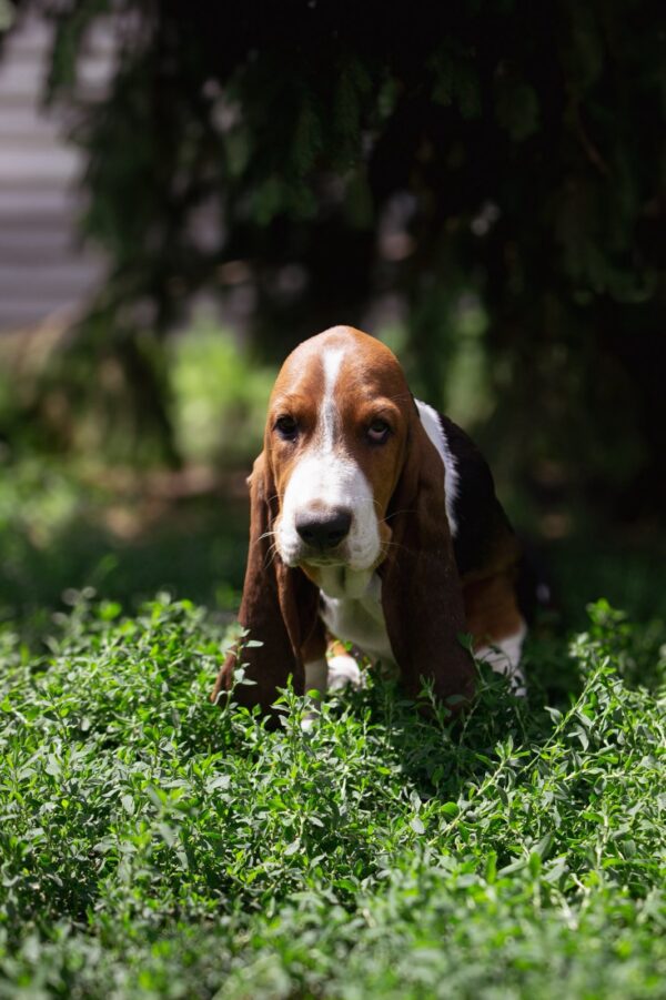 Smokey Basset Hound