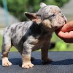 Sommer-male-French-Bulldog-puppy-for-sale-1