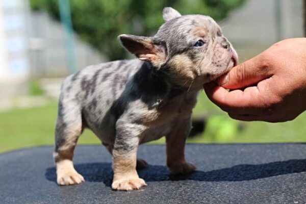 Sommer French Bulldog