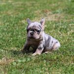 Sommer-male-French-Bulldog-puppy-for-sale-2